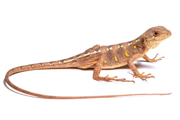 Fototapeta premium lizard isolated on white