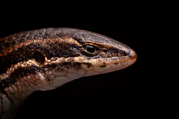 lizard on black background