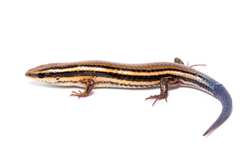 lizard on white