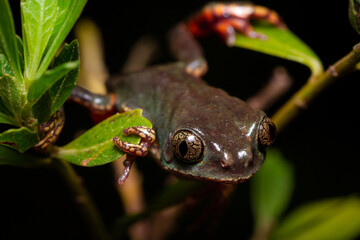 green and orange frog on leaf