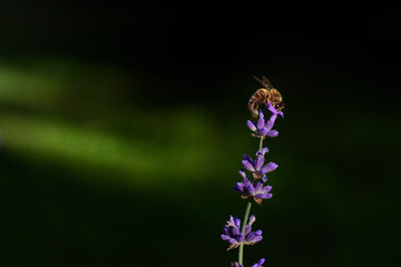 Close up of a small honey bee sitting on the branch of a lavender flower, against a dark...