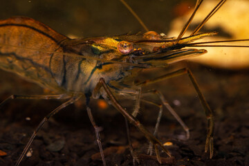 close up of a shrimp
