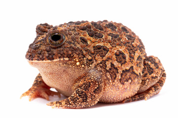 frog on back ground