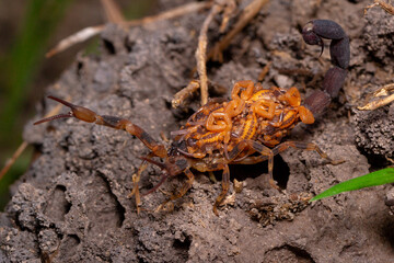 scorpion with puppies