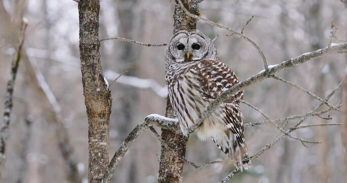 Perched Barred Owl makes eye contact then looks away