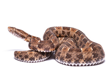 lance head snake on white