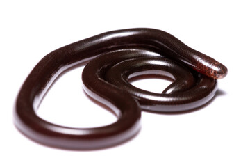 Naklejka premium black ground snake on white