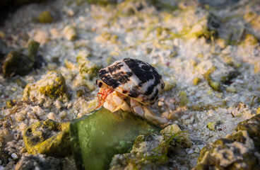 Hermit Crab on Glass