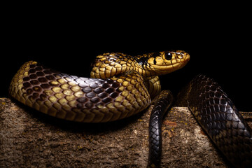 caninana snake yellow and black