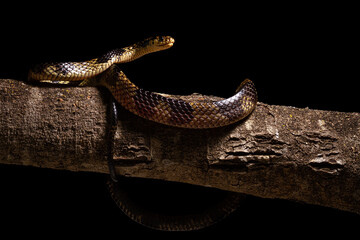 caninana snake yellow and black