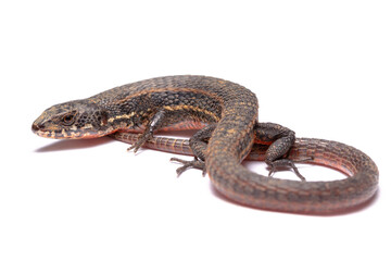 lizard isolated on white