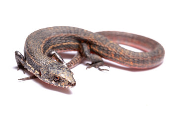 lizard isolated on white