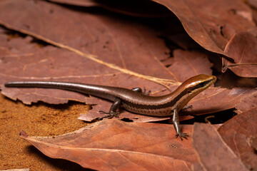 lizard on the ground