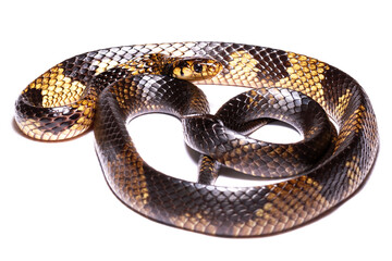 caninana snake yellow and black