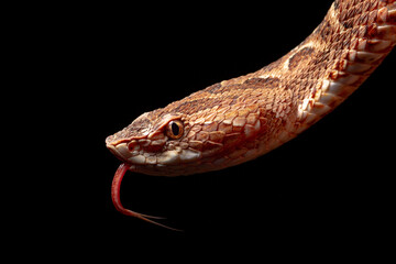 close up of a snake