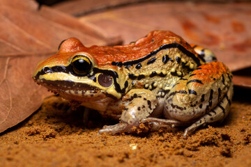 frog on the ground