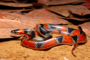 false coral snake