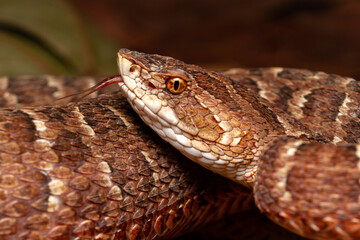 Red lance head snake