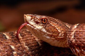 Red lance head snake