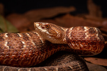 Red lance head snake
