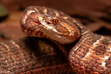 Red lance head snake
