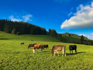 Grazing herd of cows in Allgäu