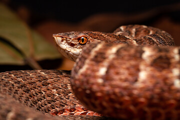Red lance head snake