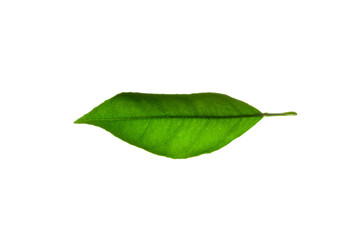 Fototapeta na wymiar Brazilian forest plant green leaf. Amazon, Pantanal, Atlantic Forest, Southern Brazil.