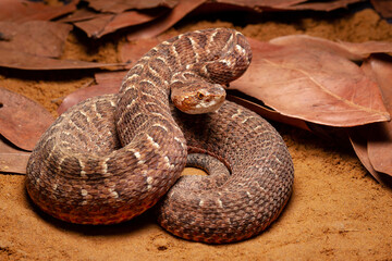 Red lance head snake