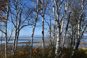 Birch trees along the river, Montmagny, Québec, Canada