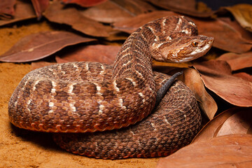 Red lance head snake