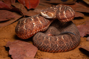 Red lance head snake
