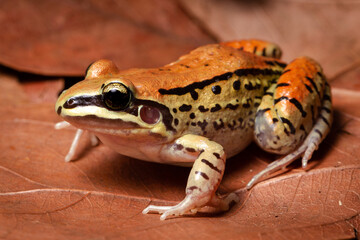 frog on the ground