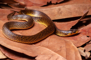 ground snake