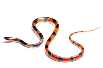 coral snake on white