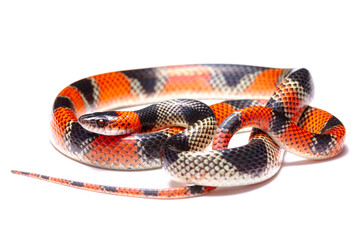 Fototapeta premium coral snake on white