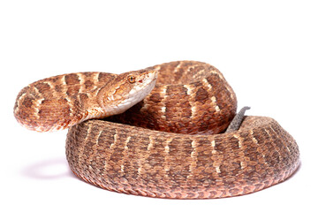 Red lance head snake