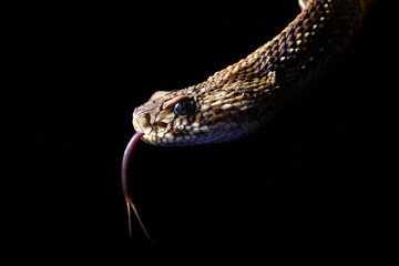 close up of a snake