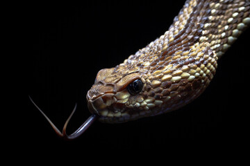 close up of a rattlesnake 