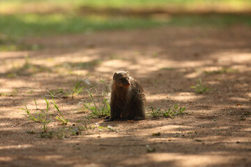 The banded mongoose (Mungos mungo) running on the green grass in the trees shade.