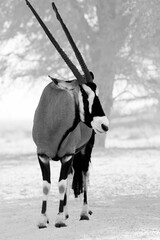 The gemsbok or gemsbuck (Oryx gazella) walking on the red sand dune with red sand and dry grass...