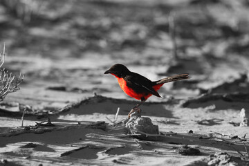 The crimson-breasted shrike (Laniarius atrococcineus) or the crimson-breasted gonolek, sitting on the dry sand in the shade. Kalahari desert, morning sun.