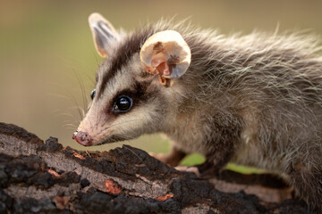 opossum on the tree