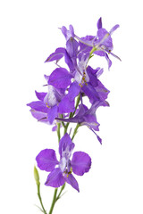 Fototapeta na wymiar lilac flowers on a branch on a white background