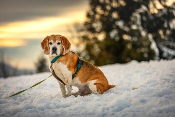 beagle dog in snow