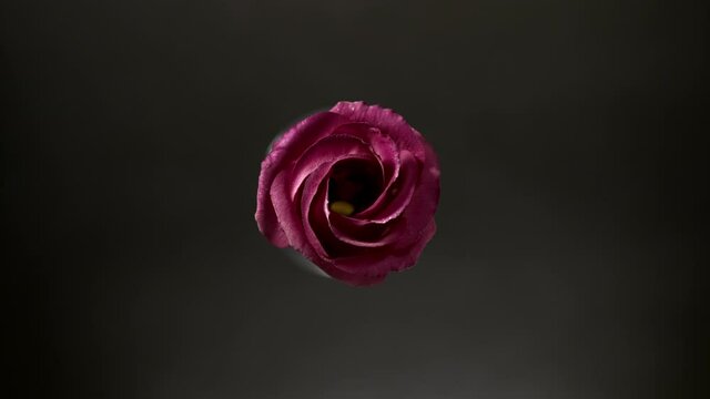 Light shines on pink lisianthus for a while on black background | Body care cosmetics with lisianthus extract commercial