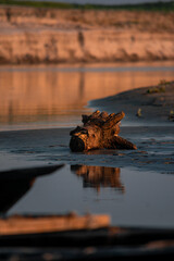 Driftwood beside river bank