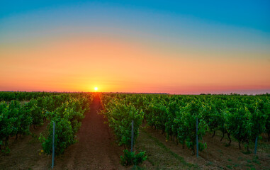 Naklejka premium Sunrise over the vineyards of Ile de Ré