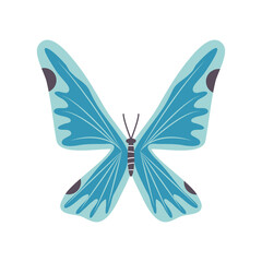 blue butterfly icon