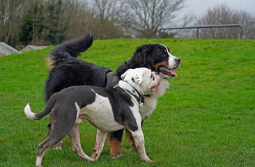 Two large dogs in the park, profile 